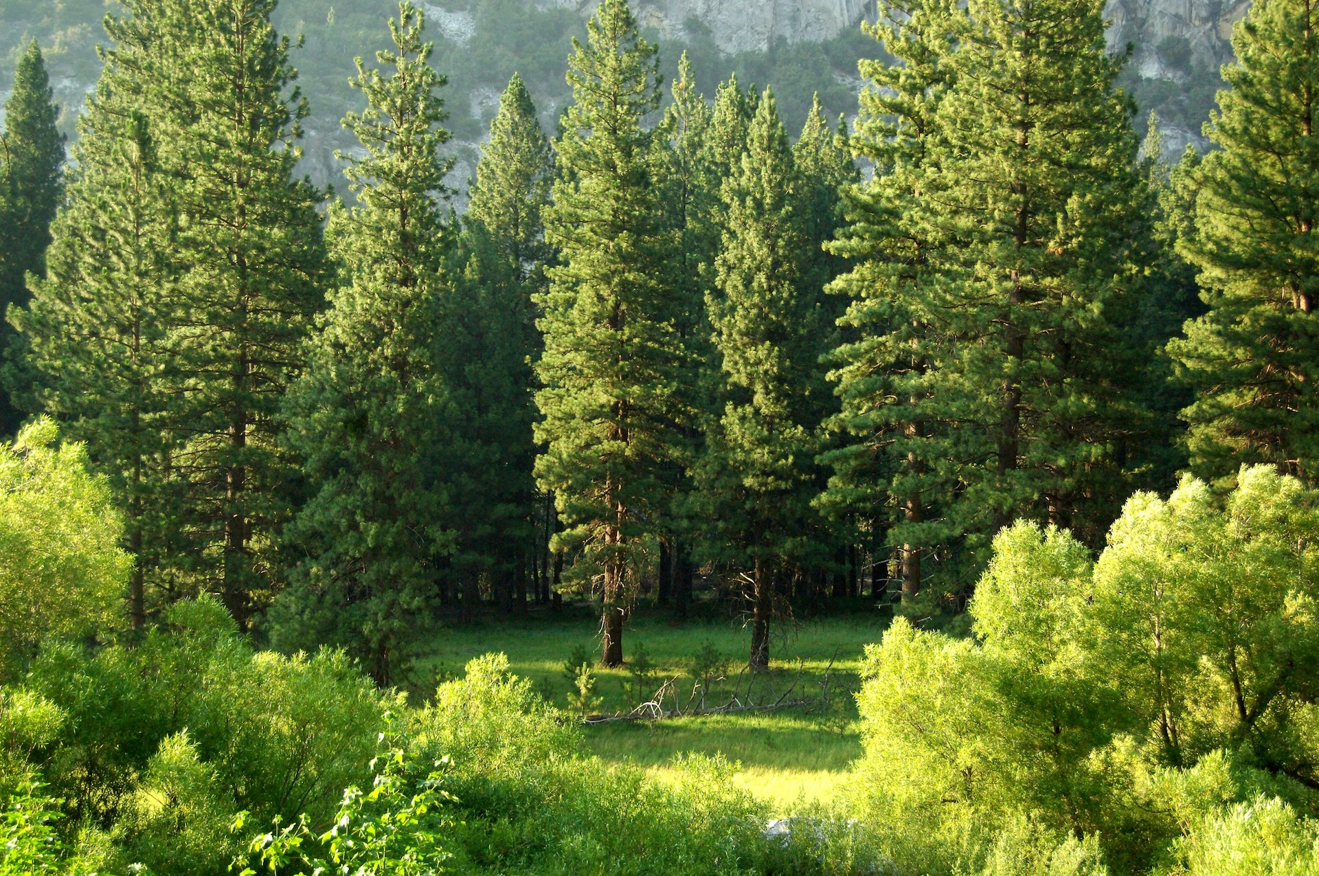Forest canopy